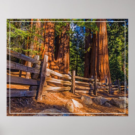 Poster Poster-Redwoods (Devant)