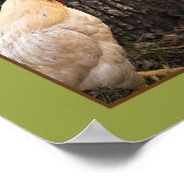 Poster Poster-Rhode Island White Rooster (Coin)