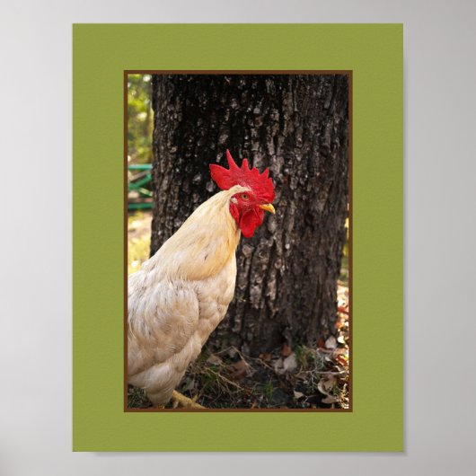 Poster Poster-Rhode Island White Rooster (Devant)