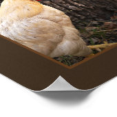 Poster Poster-Rhode Island White Rooster (Coin)