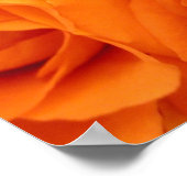 Poster Poster, Rose orange (Coin)