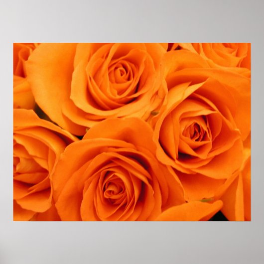 Poster Poster, Rose orange (Devant)