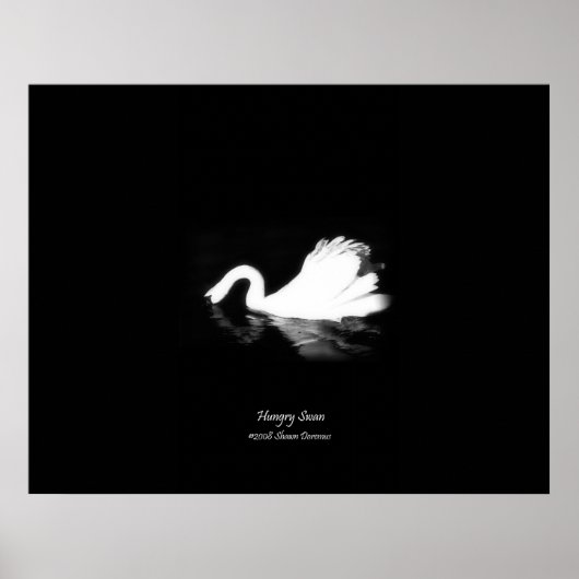 Poster Poster, Swan affamé, Noir & Blanc, Photographie (Devant)