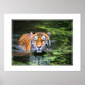 Poster Poster-Tiger (Devant)