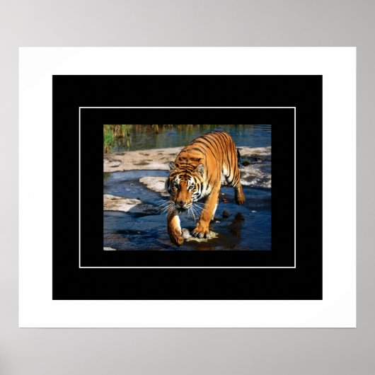 Poster Poster-Tiger (Devant)