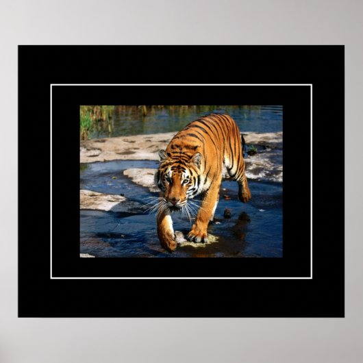 Poster Poster-Tiger (Devant)