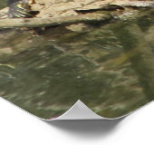 Poster Poster—Tortues peintes (Coin)