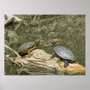 Poster Poster—Tortues peintes