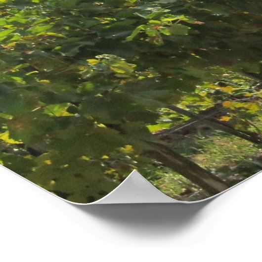 Poster Poster—Toscane Trust (Coin)