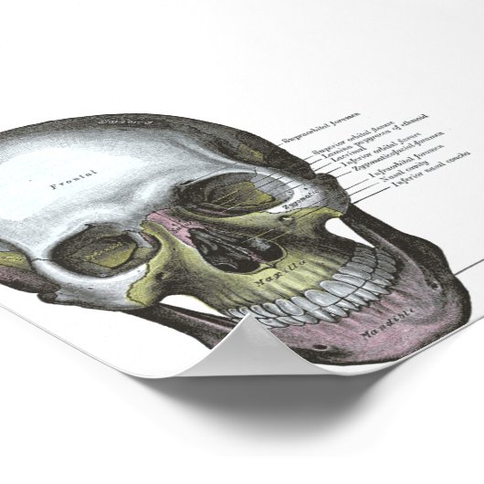Poster Poster—Vue frontale du crâne (Coin)