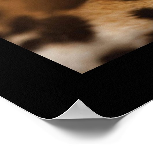 Poster Poster-Wild Cat (Coin)