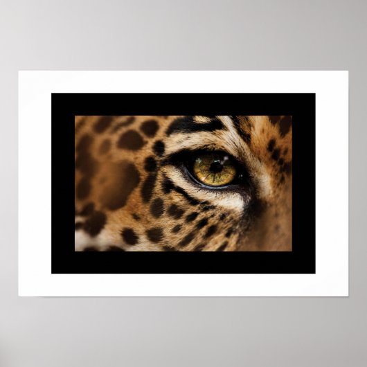 Poster Poster-Wild Cat (Devant)
