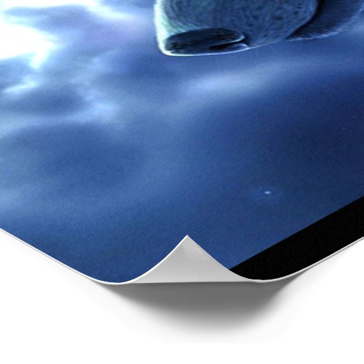 Poster Poster-Wolf (Coin)