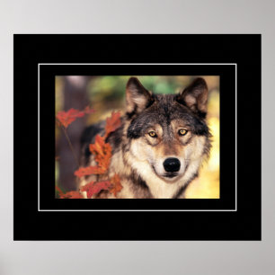 Poster Poster-Wolf