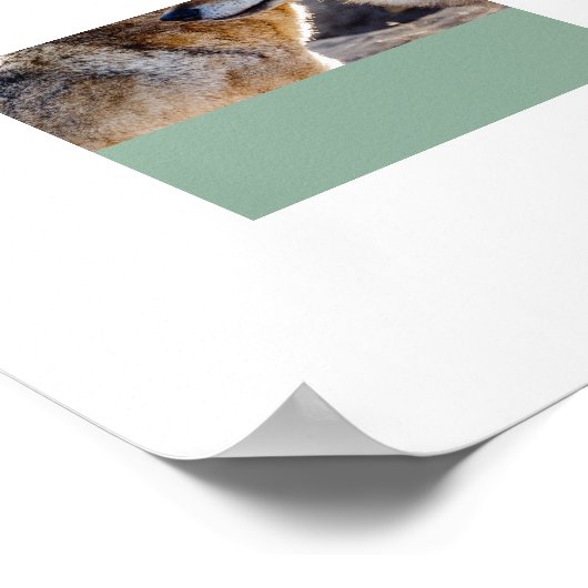 Poster Poster-Wolves (Coin)