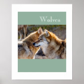 Poster Poster-Wolves (Devant)