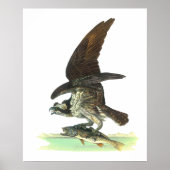 Poster Posters/Impression : Osprey - John Audubon (Devant)