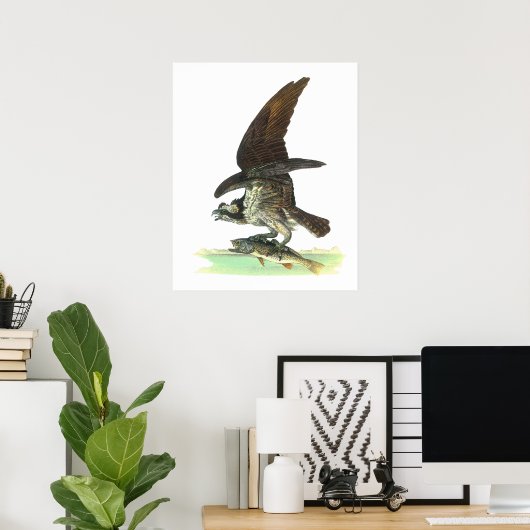Poster Posters/Impression : Osprey - John Audubon (Bureau à domicile)