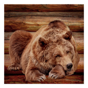 POSTER POSTES CABINES DU JOURNAL DE REPOS DES OURS GRIZZL