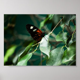 Poster Postman 184 Print