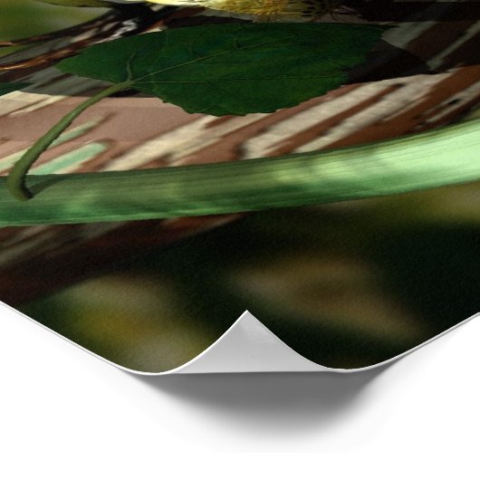 Poster Postman Caterpillar (Coin)