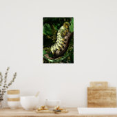 Poster Postman Caterpillar (Cuisine)