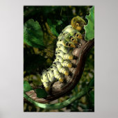 Poster Postman Caterpillar (Devant)