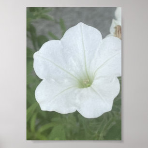 Poster Pot gris ou blanc floral Poter