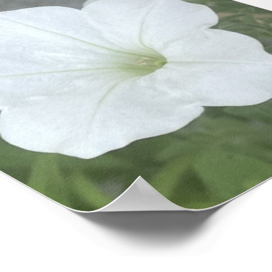Poster Pot gris ou blanc floral Poter (Coin)