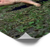 Poster Potbelly Pigs (Coin)