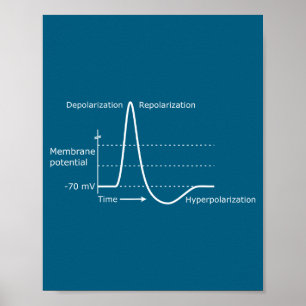 Poster Potentiel d'action Neuroscience Neurotransmetteur
