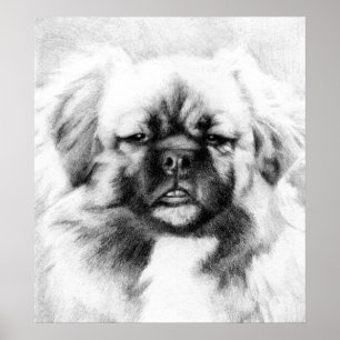 Poster Potrait de Chien Espagnol Tibétain