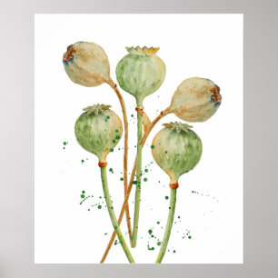 Poster Pots de graines de pavot d'aquarelle