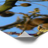 Poster Pots de semences - London Plane Tree (Coin)