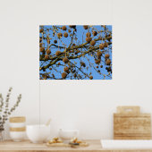Poster Pots de semences - London Plane Tree (Cuisine)