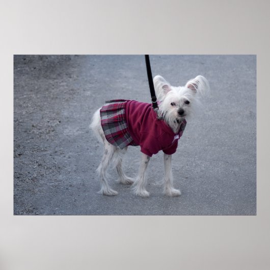 Poster Poudre à la mode (Devant)