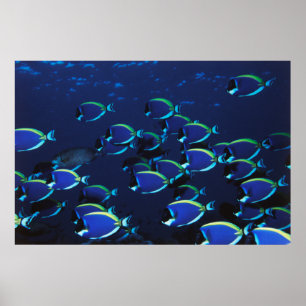 Poster Poudre de l'école Bleu Surgeonfish