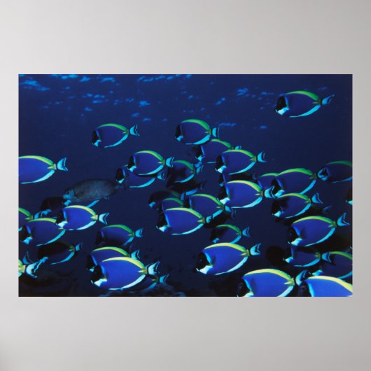 Poster Poudre de l'école Bleu Surgeonfish (Devant)