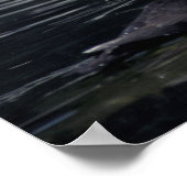 Poster Pouffins touffus de l'Alaska (Coin)