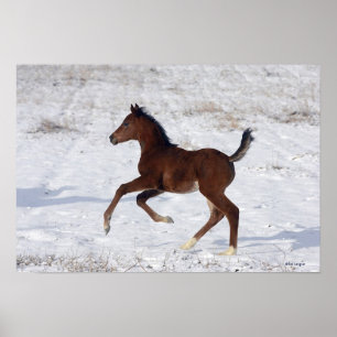 Poster Poulain arabe dans la neige