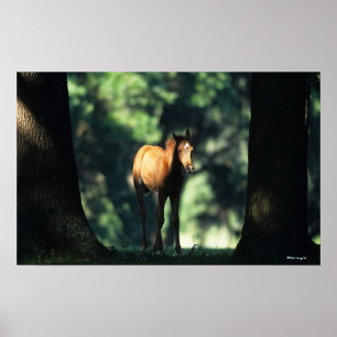 Poster Poulain arabe dans les arbres