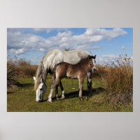 Poulain Camargue avec sa mère