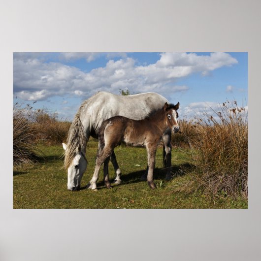 Poster Poulain Camargue avec sa mère (Devant)