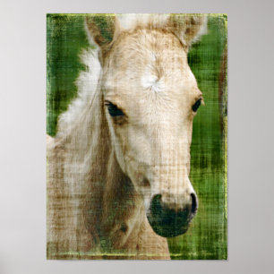 Poster Poulain de palomino