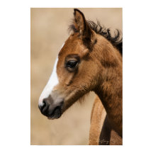 Poulain Mustang sauvage - Apollon