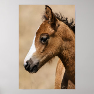 Poster Poulain Mustang sauvage - Apollon