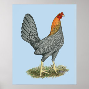 Poster Poule de Combat Bleu Rouge