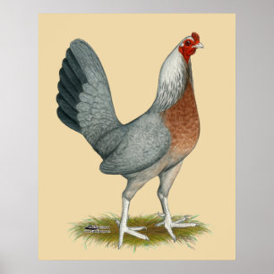 Poster Poule de jeu américaine bleu argenté