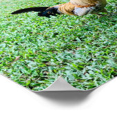 Poster poule hawaii photo (Coin)