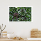 Poster poules (Cuisine)